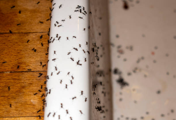 Best Cockroach Control Services  in Cassville, MO